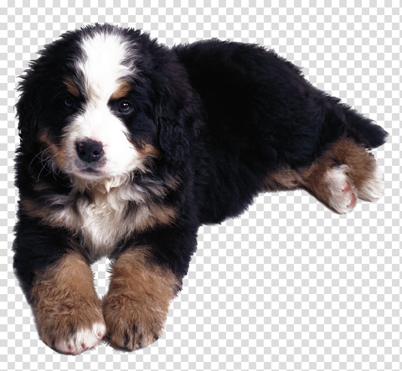 Bernese Mountain Dog Kanni Puppy Cancer, husky transparent background PNG clipart