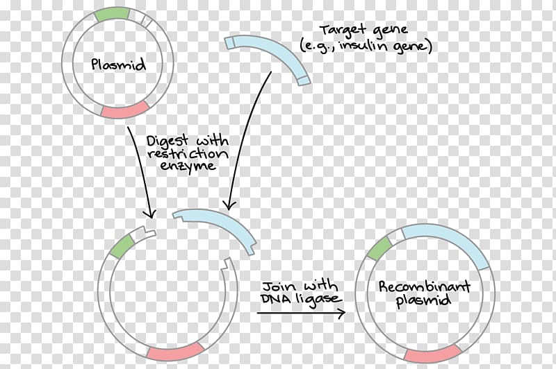 DNA ligase Cloning Plasmid, transparent background PNG clipart