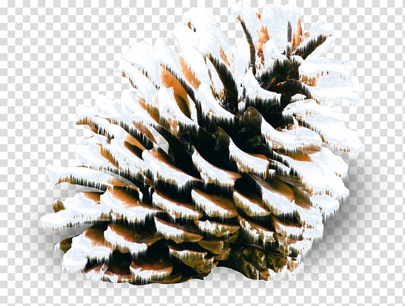 Conifer cone Pine Spruce Snow Winter, others transparent background PNG clipart