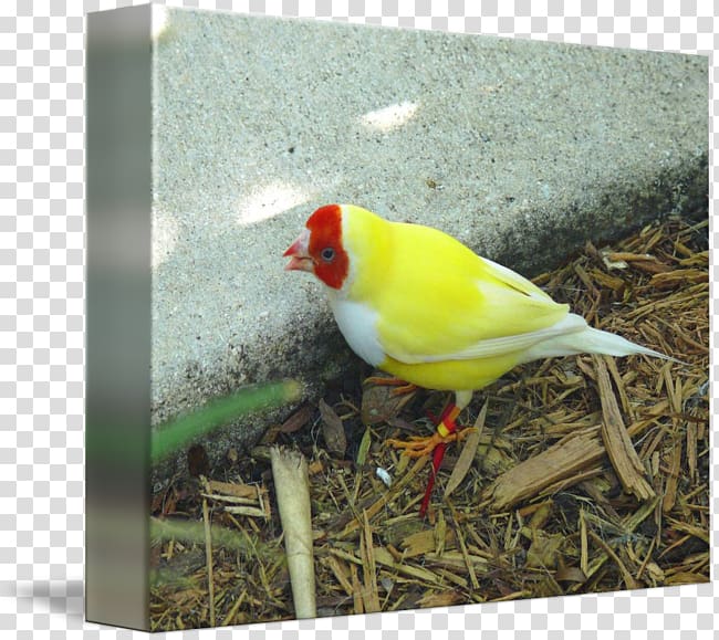 Finches Beak Gouldian finch, Finch transparent background PNG clipart