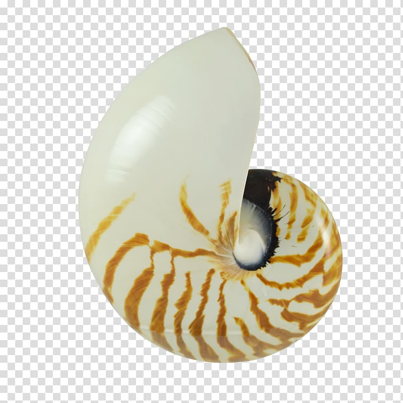 Nautilidae Pecten Earring Seashell Molluscs, seashell transparent background PNG clipart
