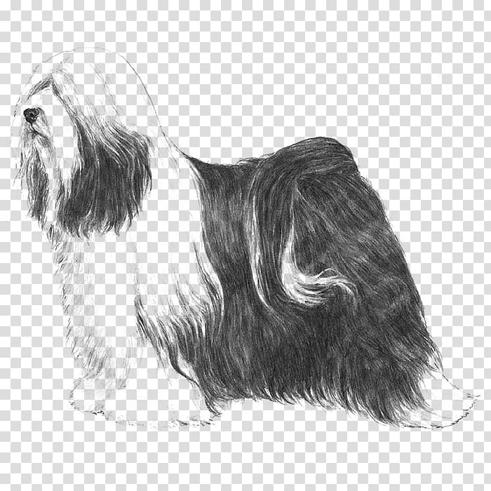 Tibetan Terrier Lhasa Apso Little lion dog Bearded Collie Havanese dog, puppy transparent background PNG clipart