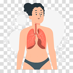 Lungs, illustration, medical, health, happy, people, anatomy transparent background PNG clipart thumbnail
