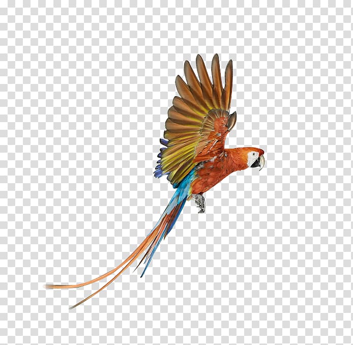 Parrot Bird Battery charger , Flying the colored parrot transparent background PNG clipart