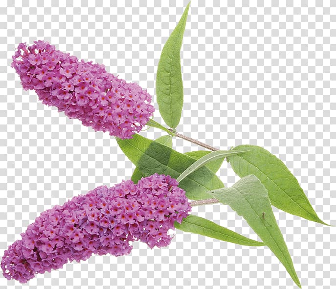 Sunscreen Summer lilac Buddleja officinalis Buddleja lindleyana, Buddleja Davidii \'fascination\' transparent background PNG clipart