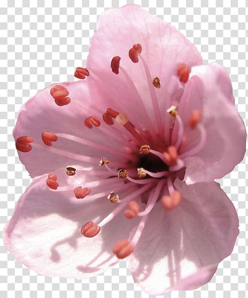 Cherry blossom Flower Spring, Creative Valentine\'s Day transparent background PNG clipart