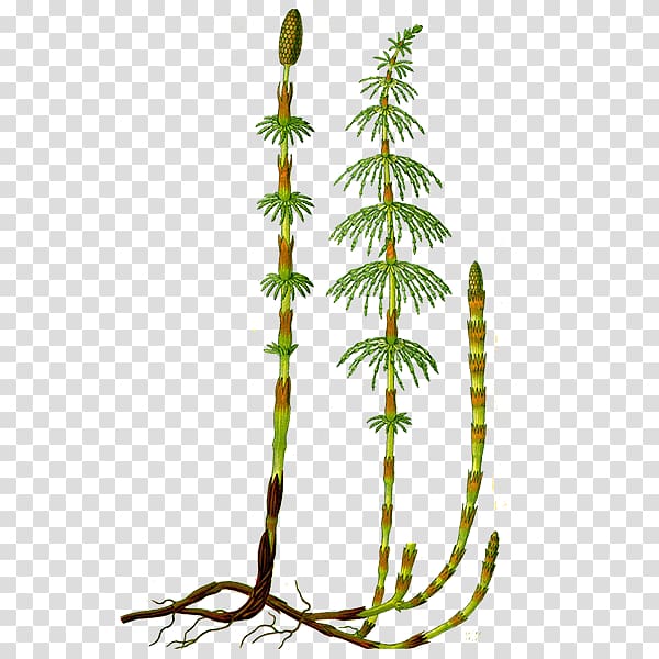 Field horsetail Equisetum palustre Vascular plant Equisetum pratense, plant transparent background PNG clipart