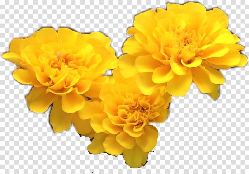 Yellow Cut flowers Petal Portable Network Graphics, X Ray flowers transparent background PNG clipart