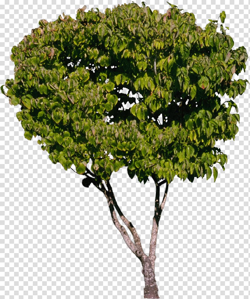 Tree Shrub Plant, bushes transparent background PNG clipart