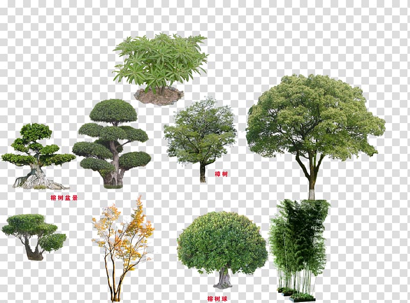 green plants collage, Tree Qiaomu , tree transparent background PNG clipart