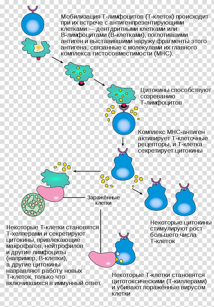 Inflammation Immune system Plasma cell Cytotoxic T cell, Activation transparent background PNG clipart