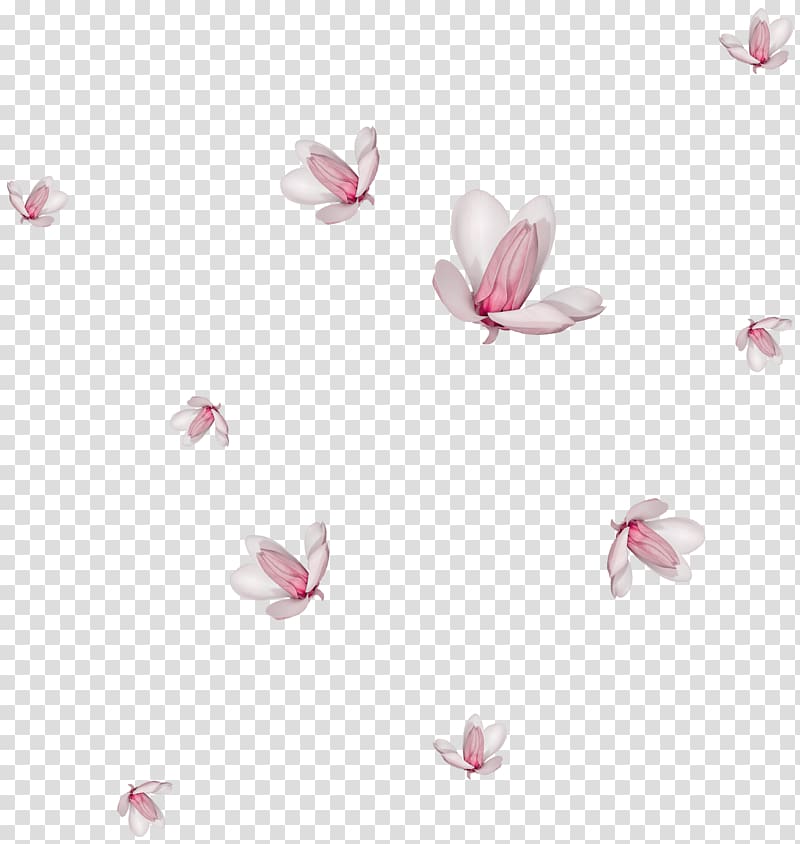 white-and-pink flowers, Flower Watercolor painting Drawing , Falling magnolia transparent background PNG clipart
