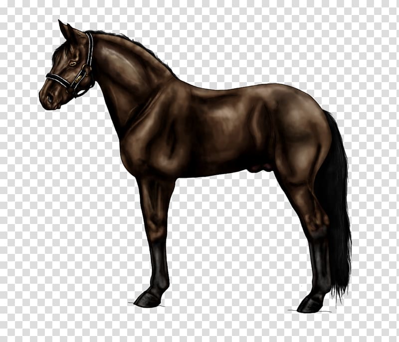 Dartmoor pony Foal Mare Shetland pony, baloo transparent background PNG clipart