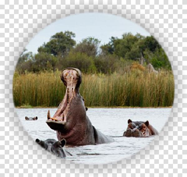 Victoria Falls Okavango Delta Namibia Cuando River Safari, safari transparent background PNG clipart