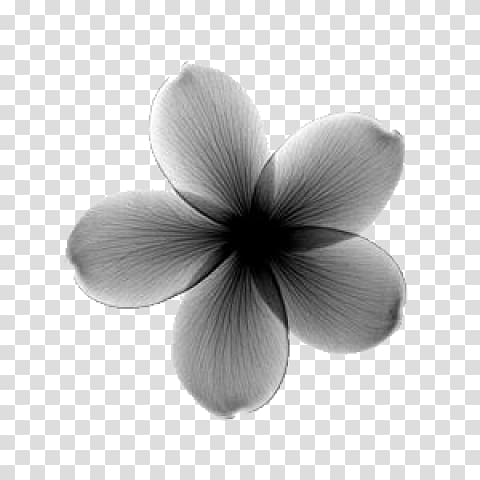 X-ray generator Frangipani Flower, frangipani transparent background PNG clipart