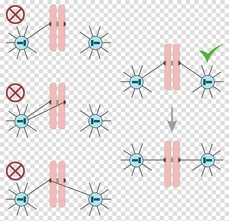 Mitosis Prometaphase Cell division, chores transparent background PNG clipart