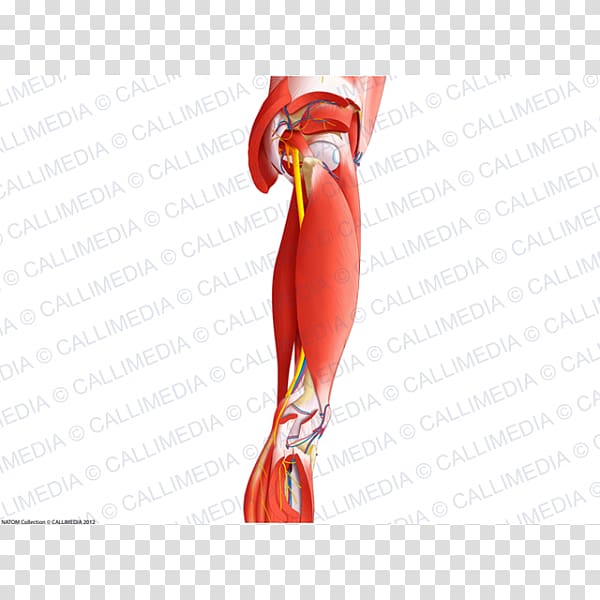 Cutaneous nerve Thigh Knee Obturator nerve, others transparent background PNG clipart