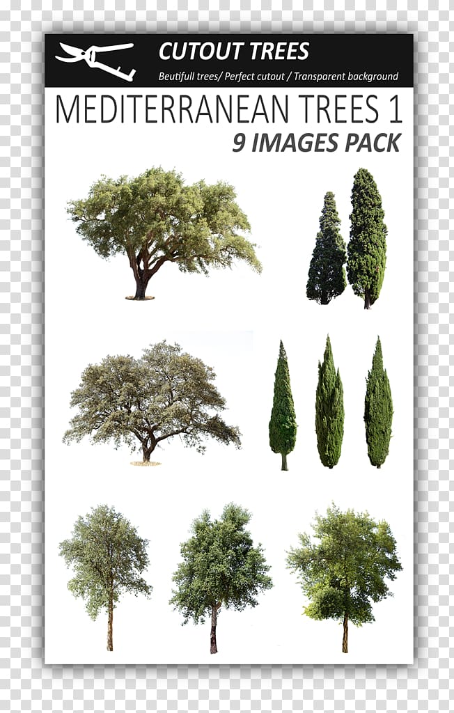 Fir Mediterranean cypress Evergreen Tree Pine, tree transparent background PNG clipart