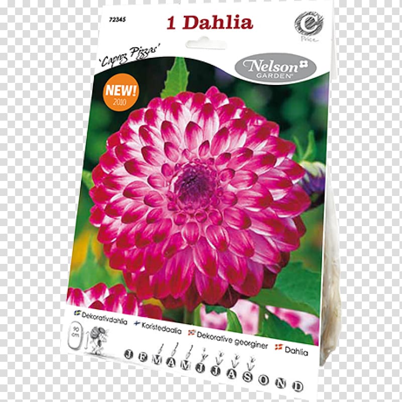 Dahlia Magenta Chrysanthemum, Dahlia Pinnata transparent background PNG clipart