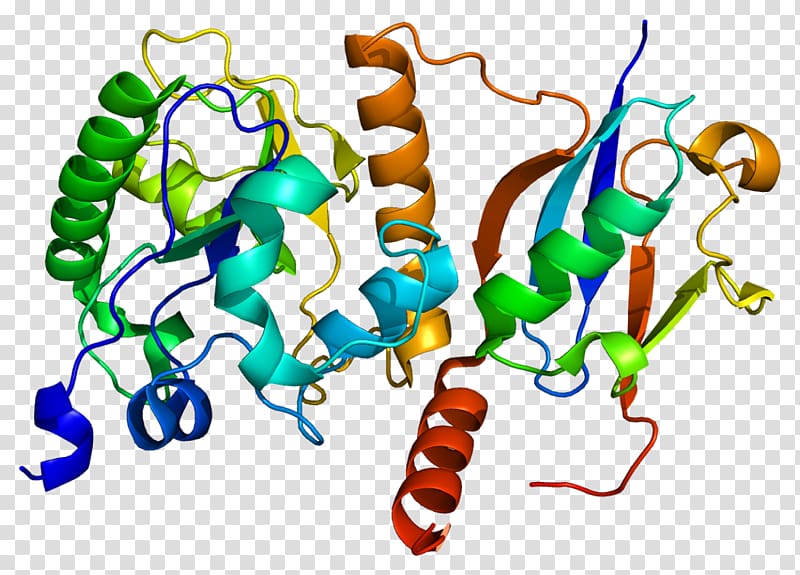 Thymine-DNA glycosylase BRCA2, others transparent background PNG clipart