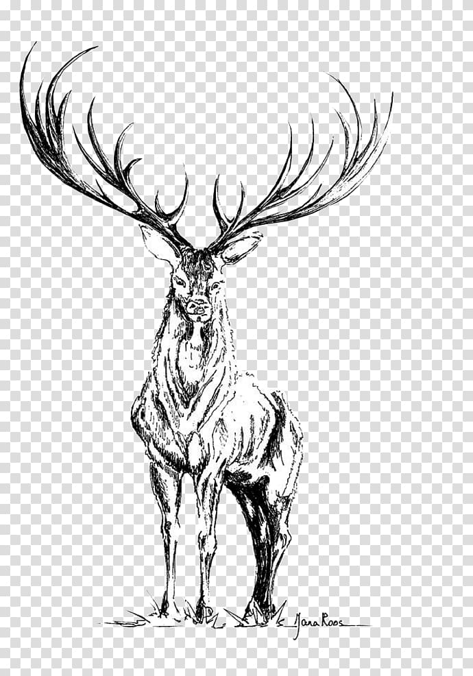 Reindeer Elk Antler Sketch Visual arts, reindeer transparent background PNG clipart