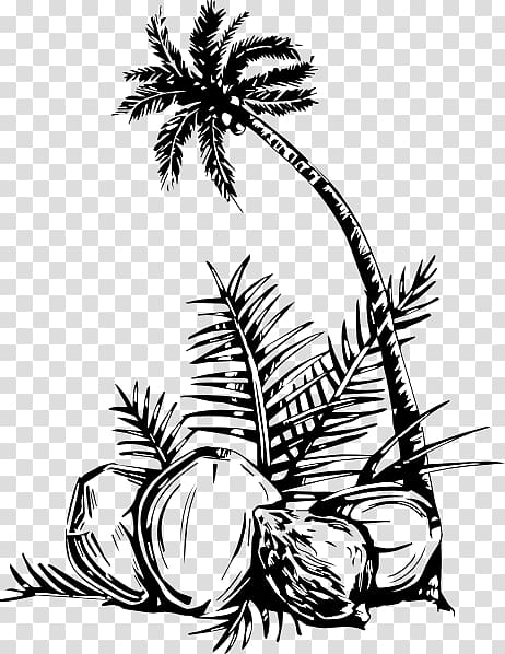 Coloring book Arecaceae Coconut Tree Fruit, coconut tree transparent background PNG clipart