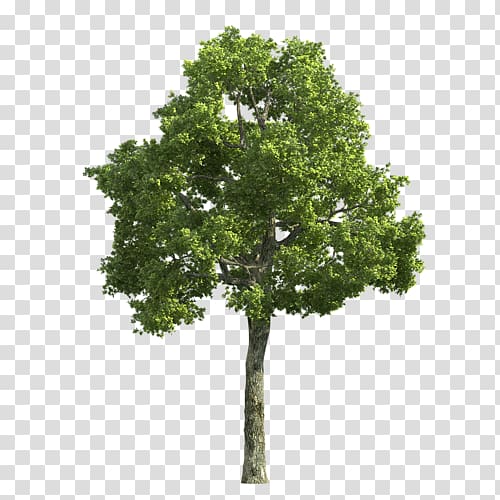Populus alba Tree Desktop Deciduous, tree transparent background PNG clipart