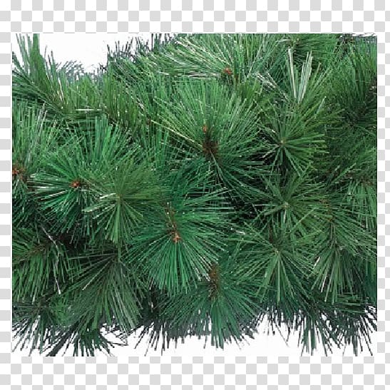 Pine Spruce Fir Larch Biome, hanging Garland transparent background PNG clipart