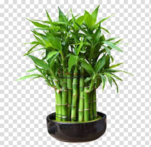 Lucky bamboo Tropical woody bamboos Houseplant Rhapis excelsa, Chiang Mai transparent background PNG clipart