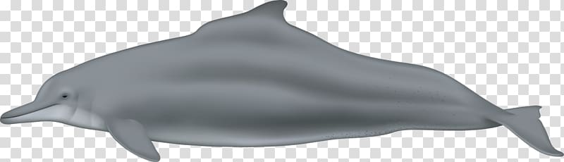 Common bottlenose dolphin Tucuxi Short-beaked common dolphin Rough-toothed dolphin Wholphin, dolphin transparent background PNG clipart