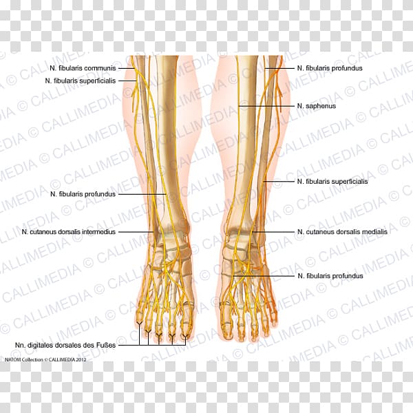 Common peroneal nerve Peroneus longus Foot Superficial peroneal nerve, abdomen anatomy transparent background PNG clipart