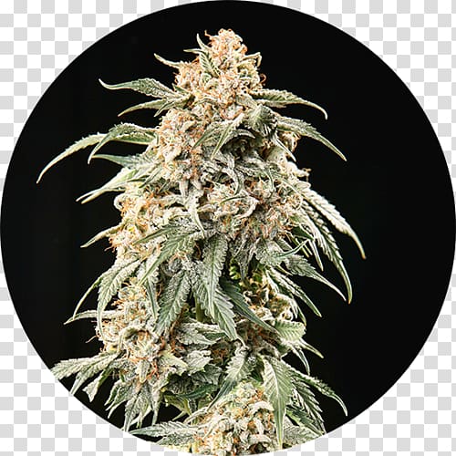 Autoflowering cannabis Haze Seed bank, Autoflowering Cannabis transparent background PNG clipart