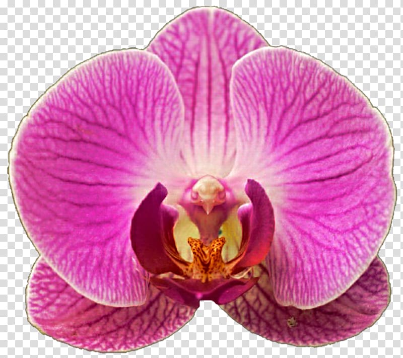 Moth orchids , orchid transparent background PNG clipart