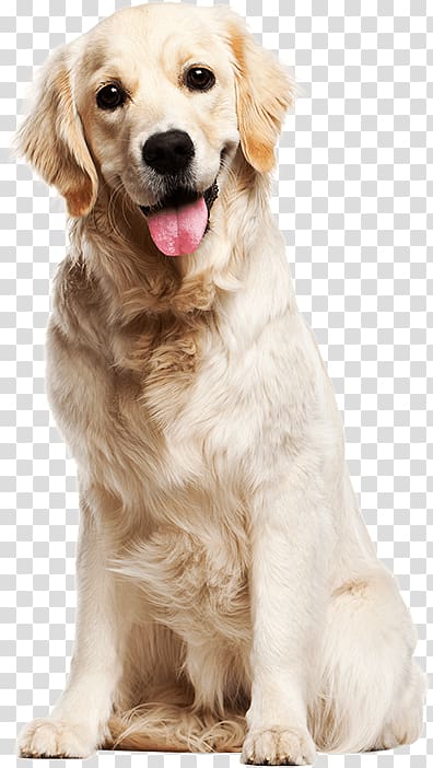 Labrador Retriever Golden Retriever Puppy Goldendoodle, golden retriever transparent background PNG clipart