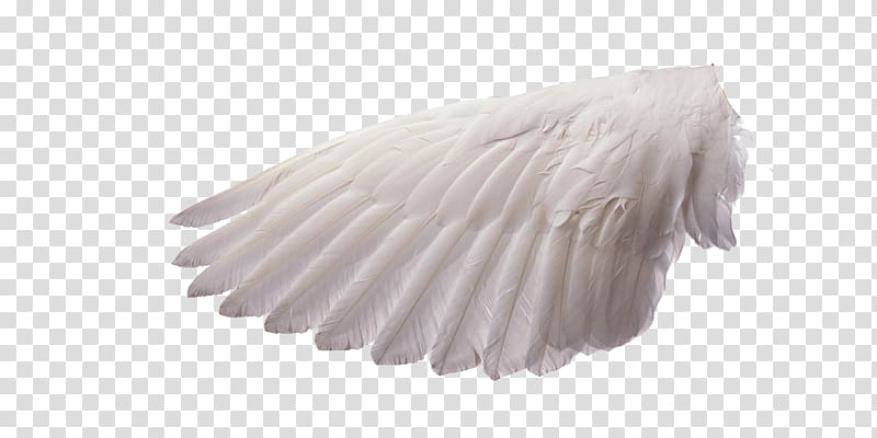white feather illustration, Spirit-led Preaching: The Holy Spirits Role in Sermon Preparation and Delivery Bible Preacher Pastor, Angel wings transparent background PNG clipart