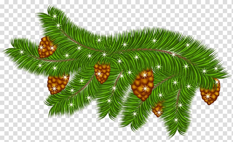 green pine leaf and pine cone illustration, Pine Branch , Pine Branch with Pine Cones transparent background PNG clipart