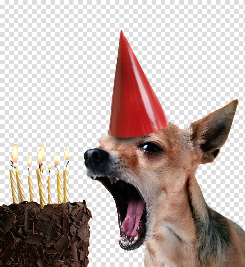 Chihuahua Birthday cake Puppy Happy Birthday to You, Cake puppy transparent background PNG clipart
