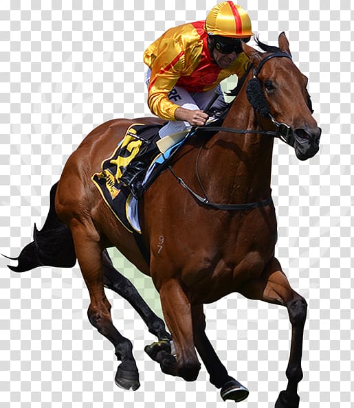 Thoroughbred Horse racing Jockey The Grand National, others transparent background PNG clipart