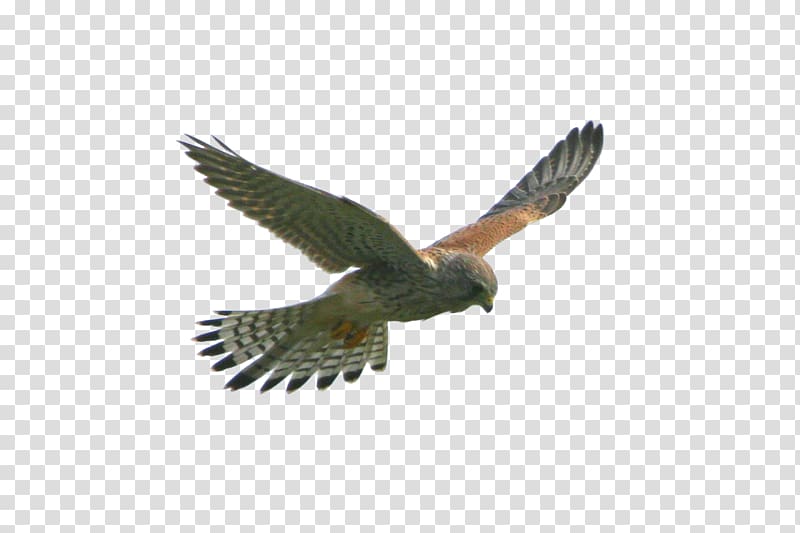 flying bird, Eagle Flight Hawk Bird, FLying Eagle transparent background PNG clipart