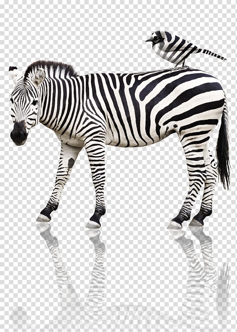 Quagga Tiger Horse Bird Animal, zebra transparent background PNG clipart