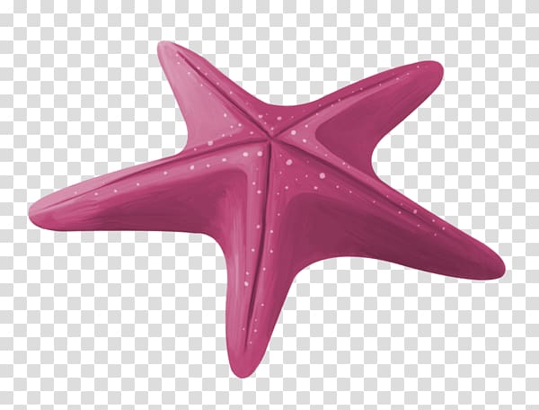 Starfish Pisaster ochraceus Euclidean , Purple starfish transparent background PNG clipart