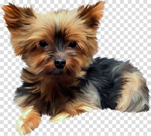 Yorkshire Terrier Australian Silky Terrier Australian Terrier Morkie Norwich Terrier, puppy transparent background PNG clipart