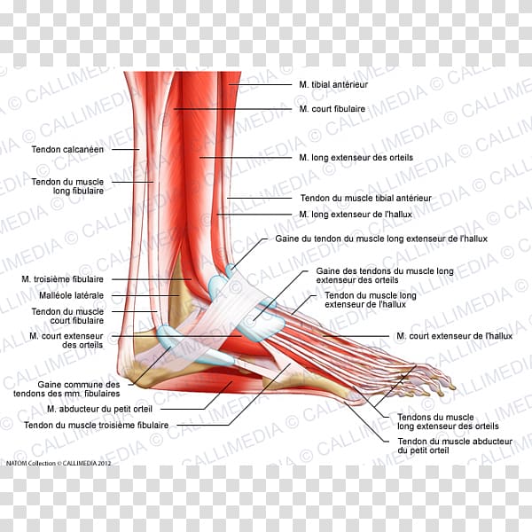 Muscle Nerve Foot Muscular system Anatomy, muscular System transparent background PNG clipart