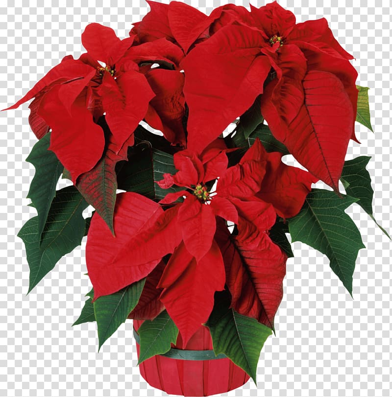 Poinsettia Seed Bonsai Flower Garden, potted plant transparent background PNG clipart