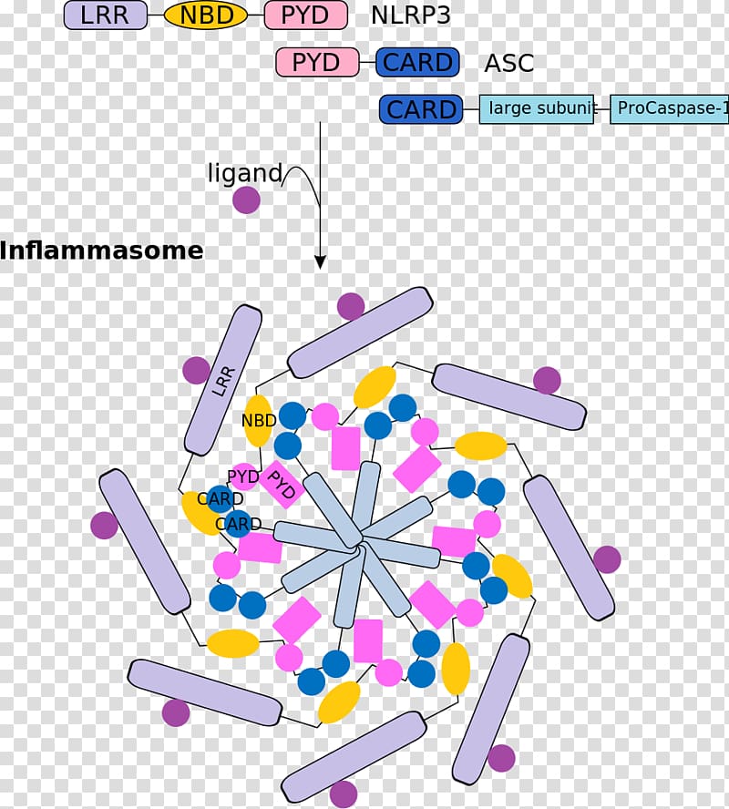 Inflammasome Caspase 1 NALP3 Inflammation, tree transparent background PNG clipart