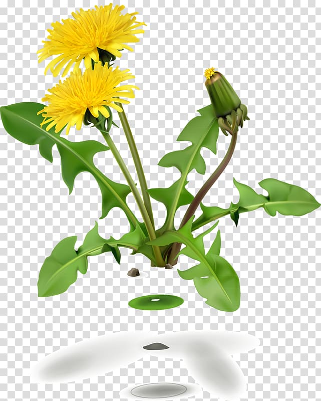 Dandelion coffee Common Dandelion Flower Leaf, flower transparent background PNG clipart