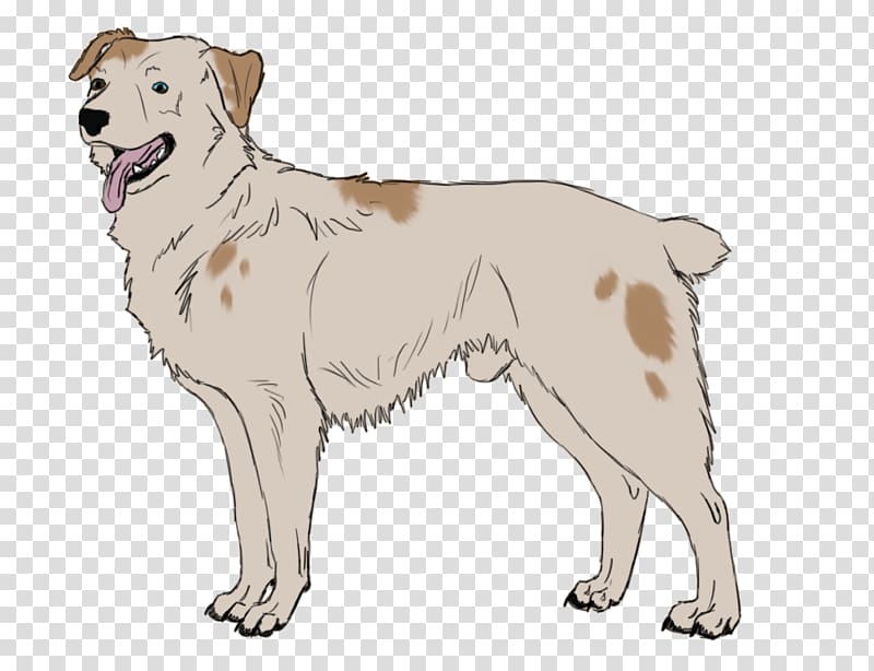 Dog breed Akbash dog Sporting Group Retriever Companion dog, sold puppy transparent background PNG clipart