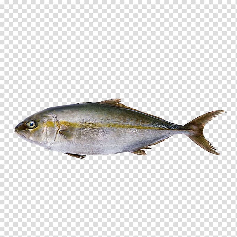 Sashimi Japanese Cuisine Japanese amberjack Escolar u6cb9u9b5a, Fish transparent background PNG clipart