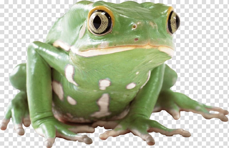 Frog Lithobates clamitans , frog transparent background PNG clipart