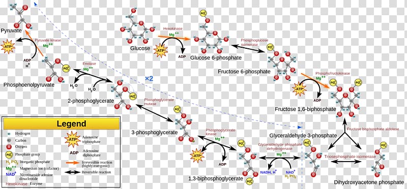 Glycolysis Adenosine triphosphate Cellular respiration Pyruvic acid Nicotinamide adenine dinucleotide, pathway transparent background PNG clipart